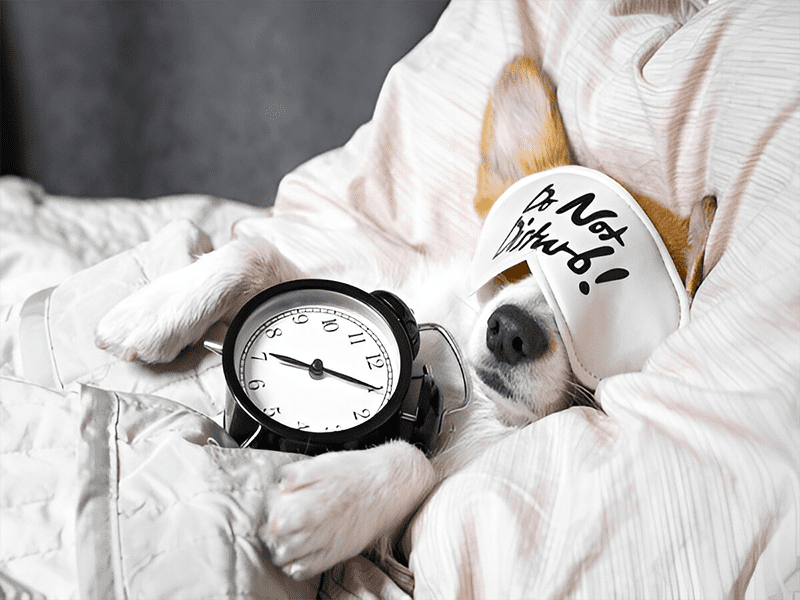 خواب مفید و خوب سگ