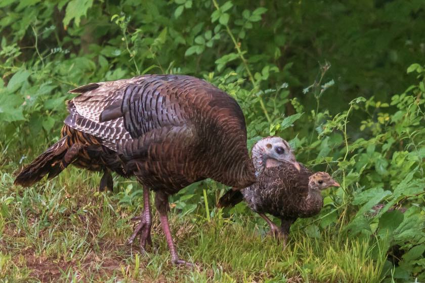 جوجه بوقلمون را از کجا بخریم؟