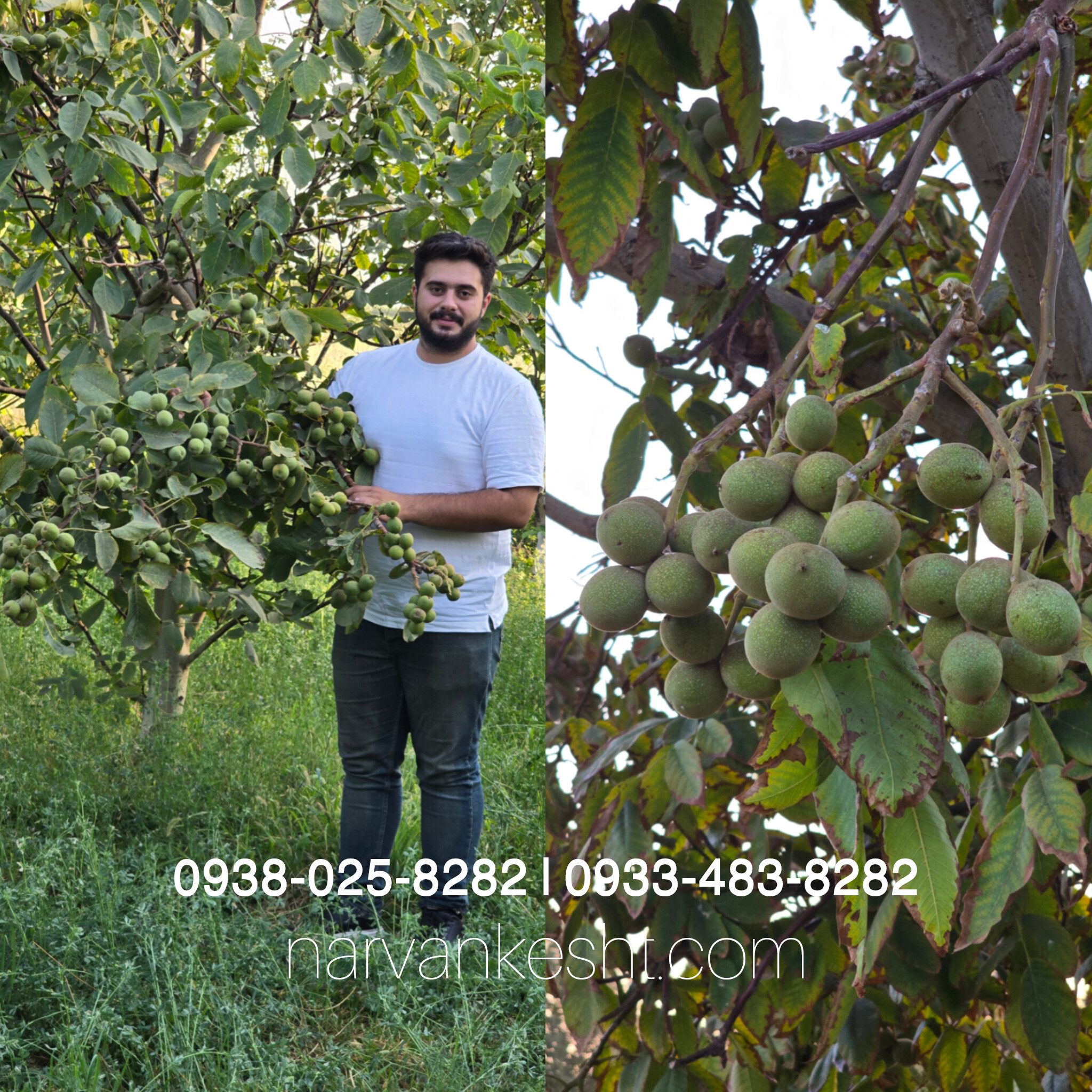 نهال گردو ژنوتیپ نارون تیپ ۷