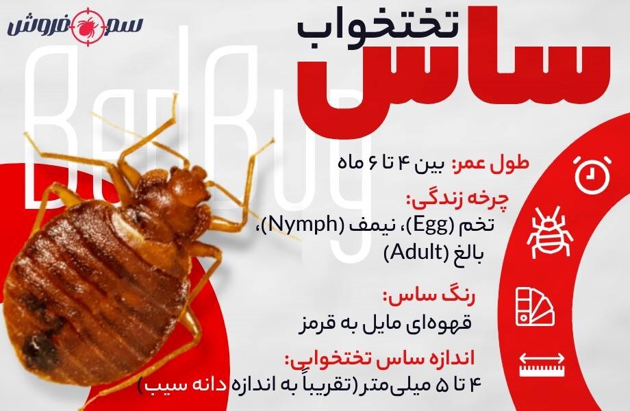 ساس چیست؟ - مشخصات ساس تختخواب
