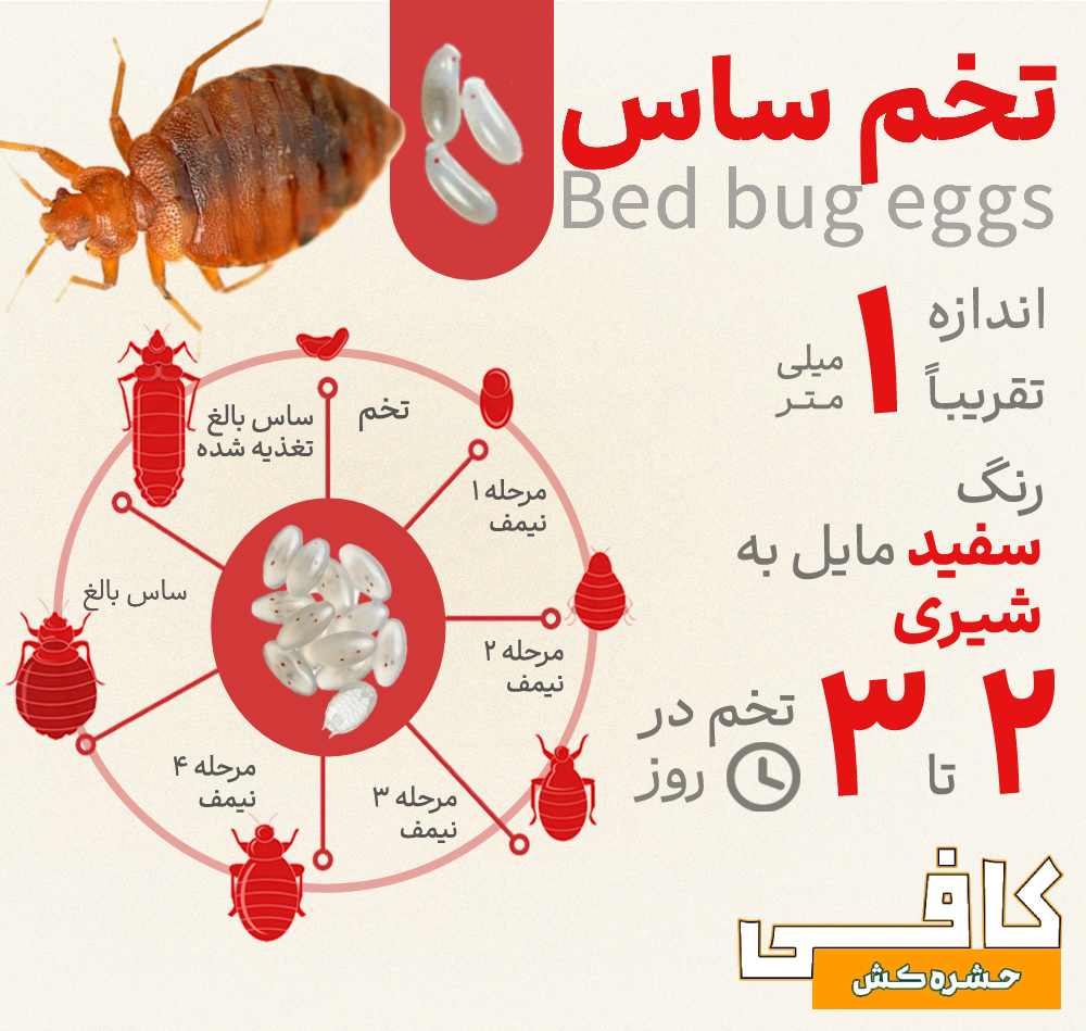 تخم ساس - عکس تخم ساس تختخوابی