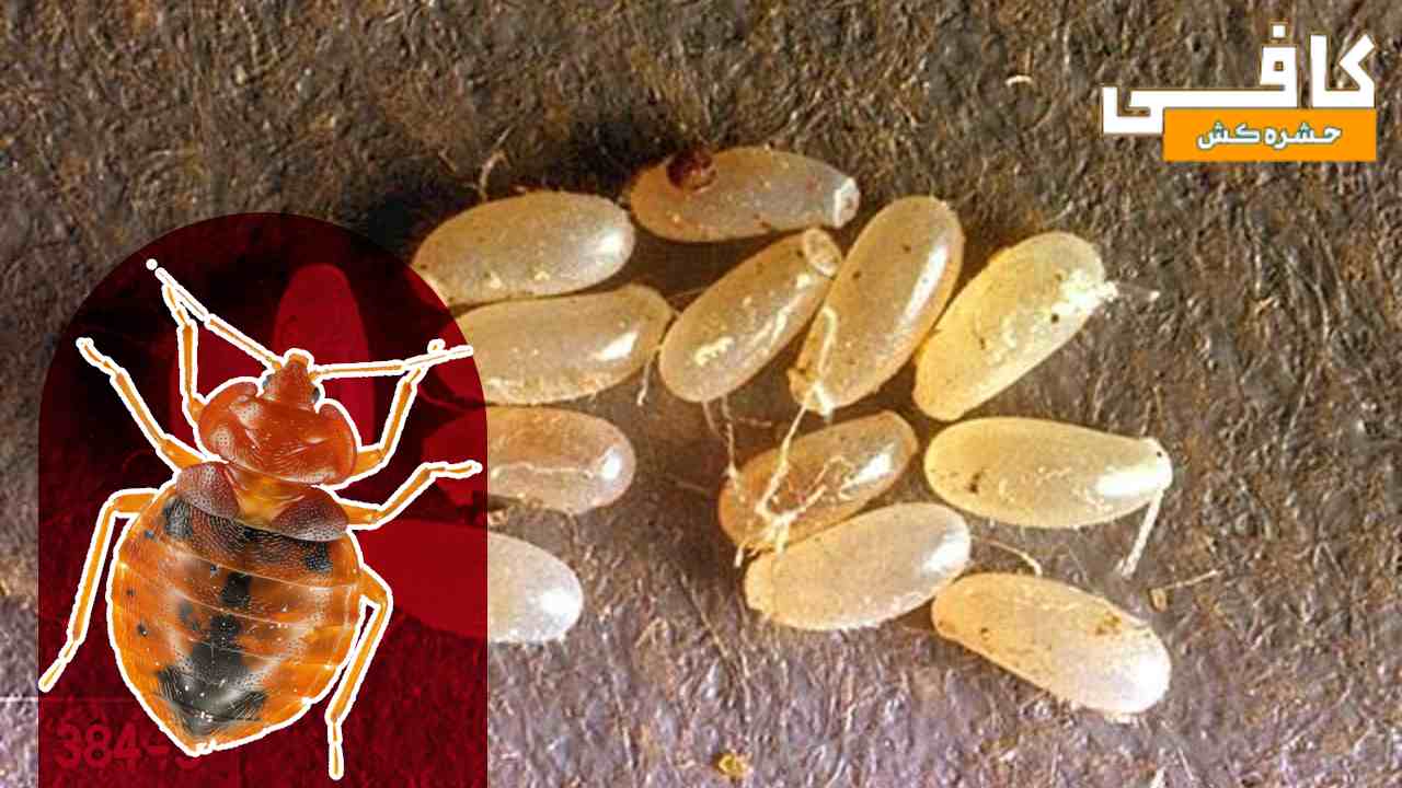 از بین بردن تخم ساس به صورت کامل