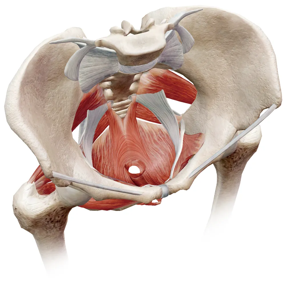 یبوست مزمن؛ اختلالی شایع که گاهی ریشه در کف لگن دارد