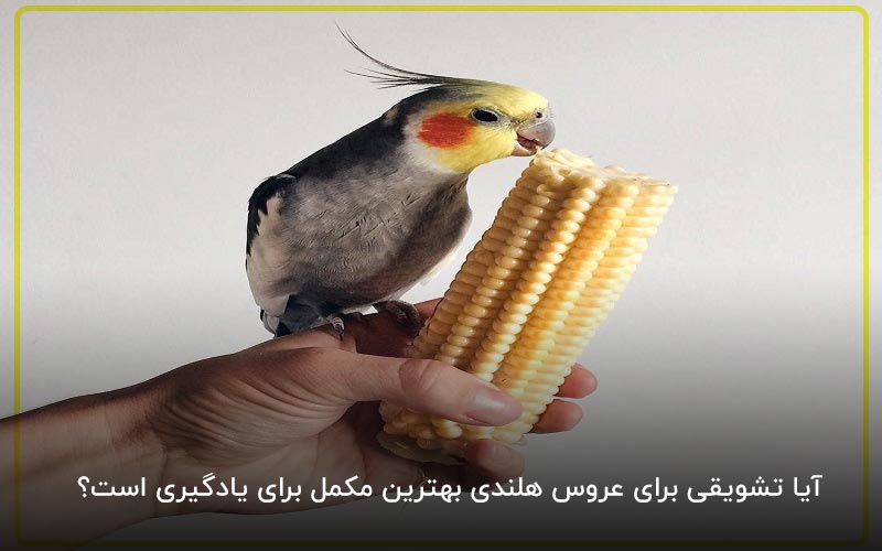 تشویقی بهترین مکمل برای یادگیری