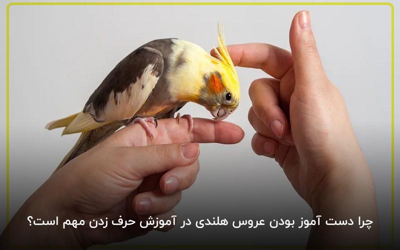 چرا دست آموز بودن عروس هلندی در آموزش حرف زدن مهم است؟